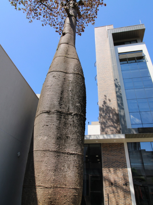 ruy amorim business santo antonio